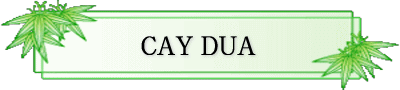xgi Xg CAY DUA |J@C A|