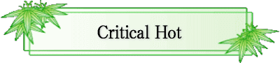 NeBJ zbg |Critical Hot|